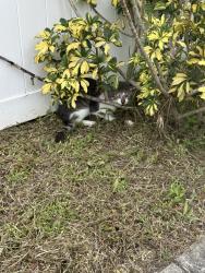 Found/Stray Unknown Cat last seen Riverland Village, corner of sw 31 Ave and sw 17 street, Fort Lauderdale, FL 33312