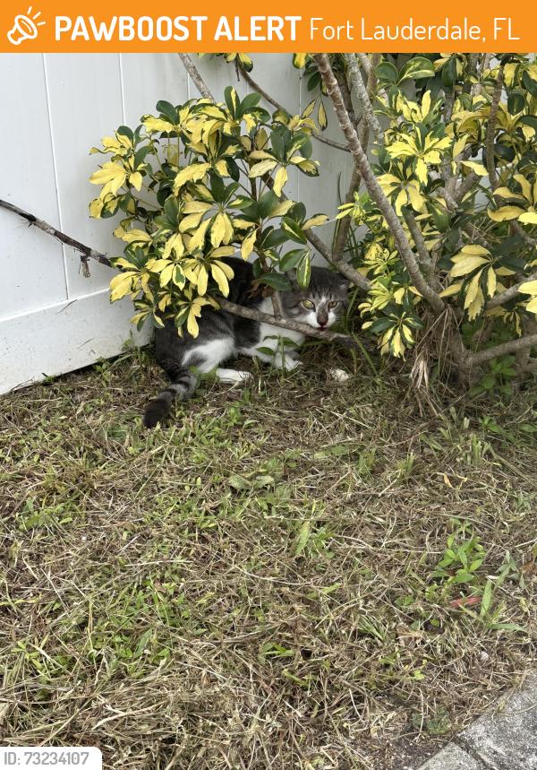 Found/Stray Unknown Cat last seen Riverland Village, corner of sw 31 Ave and sw 17 street, Fort Lauderdale, FL 33312