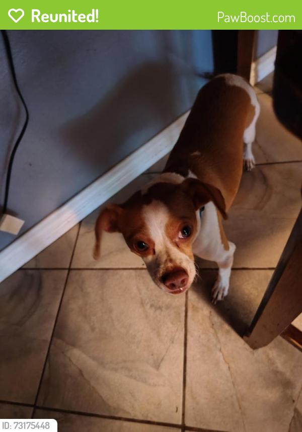 Reunited Male Dog last seen Prue rd springtime, San Antonio, TX 78249