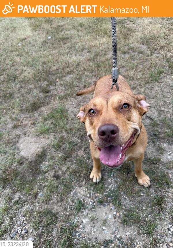 Found/Stray Female Dog last seen Near Lamont Ave Kalamazoo, Kalamazoo, MI 49048