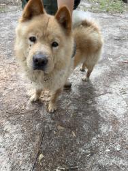 Found/Stray Male Dog last seen Unknown, Willis, TX 77378
