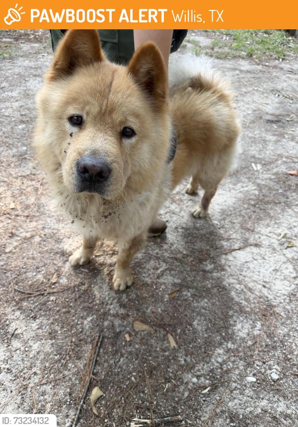Found/Stray Male Dog last seen Unknown, Willis, TX 77378