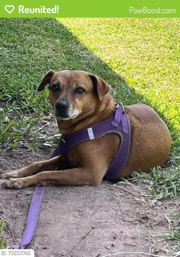 Reunited Female Dog last seen Cedar creek and Rolling Pines, Conroe, TX 77301