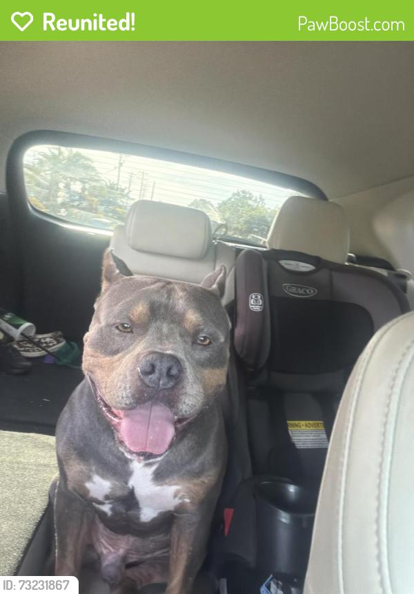 Reunited Male Dog last seen Se 11th ave, Cape Coral, FL 33990