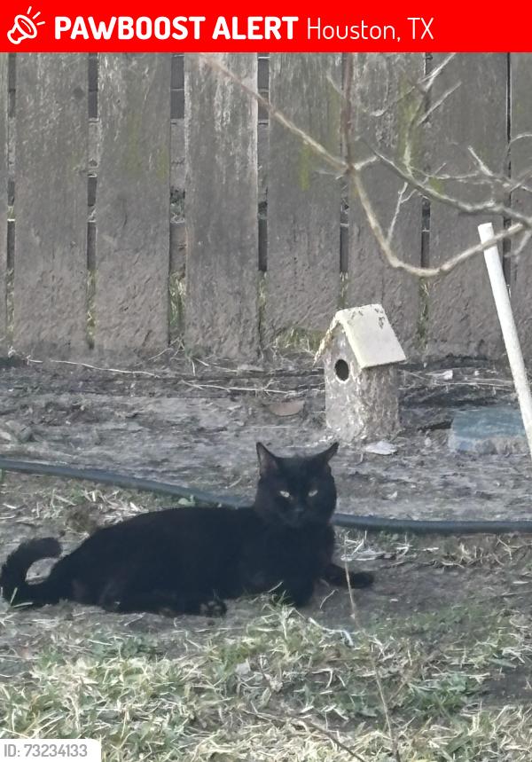 Lost Male Cat last seen Briar Forest and Eldridge intersection, Houston, TX 77077