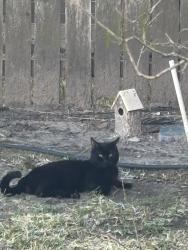 Lost Male Cat last seen Briar Forest and Eldridge intersection, Houston, TX 77077