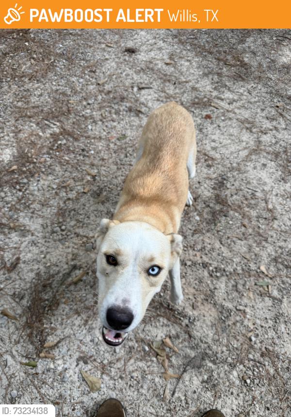 Found/Stray Female Dog last seen Unknown, Willis, TX 77378