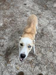 Found/Stray Female Dog last seen Unknown, Willis, TX 77378