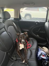 Found/Stray Male Dog last seen North Fiske Blvd, Cocoa, FL 32922
