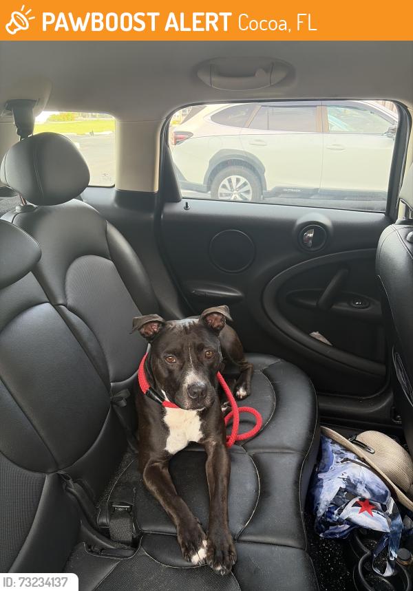 Found/Stray Male Dog last seen North Fiske Blvd, Cocoa, FL 32922