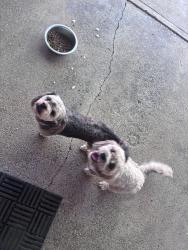Reunited Male Dog last seen Tobia way, Minnesota Ave, Fair Oaks, CA 95628