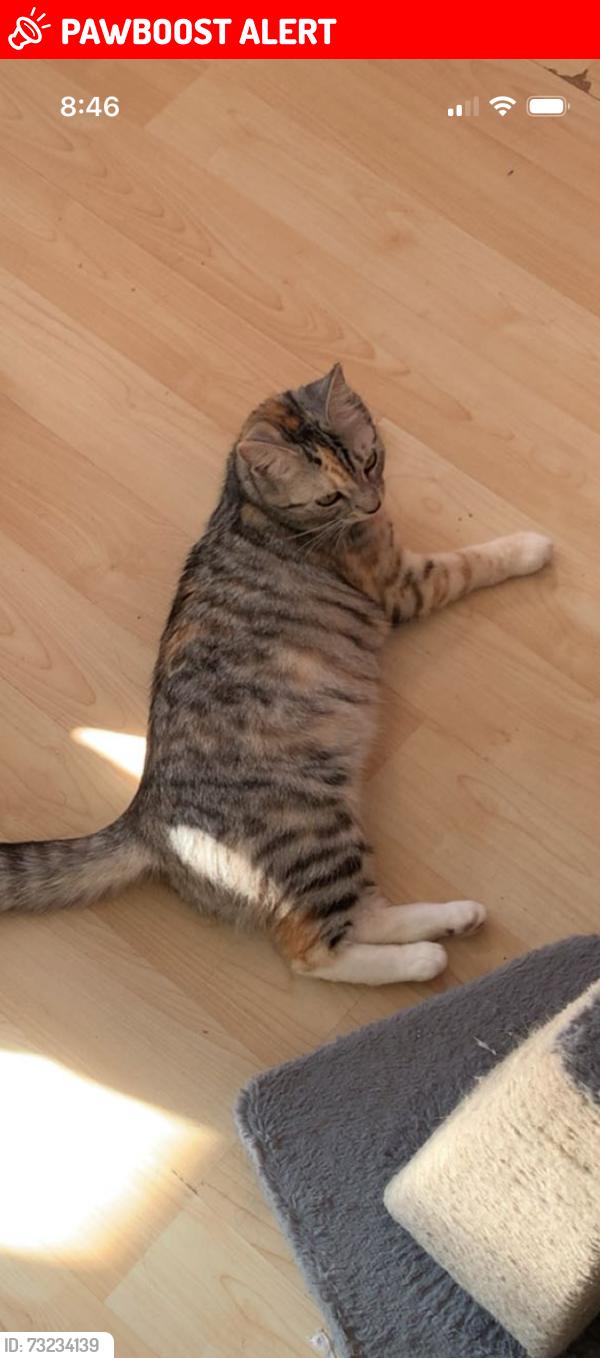 Lost Female Cat last seen beckford road croydon, Greater London, England CR0 6HY