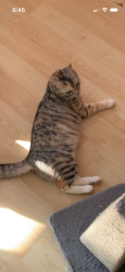 Lost Female Cat last seen beckford road croydon, Greater London, England CR0 6HY