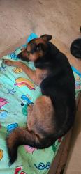 Found/Stray Male Dog last seen Carrollton, GA, Carrollton, GA 30116
