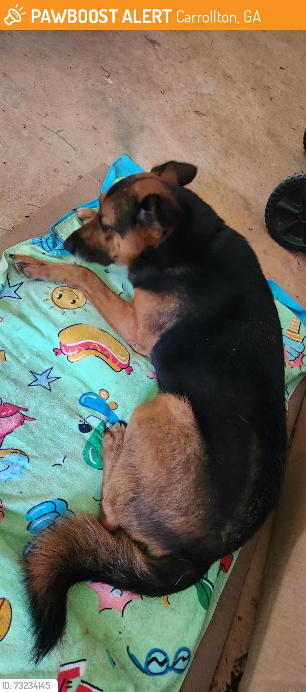 Found/Stray Male Dog last seen Carrollton, GA, Carrollton, GA 30116