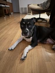 Found/Stray Female Dog last seen Lock and Key bar, Los Angeles, CA 90004