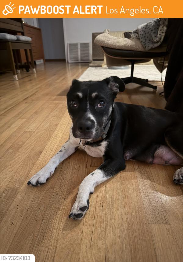 Found/Stray Female Dog last seen Lock and Key bar, Los Angeles, CA 90004