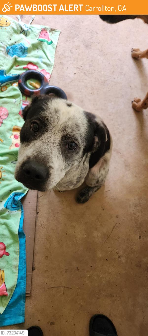 Found/Stray Male Dog last seen Carrollton, Ga, Carrollton, GA 30116