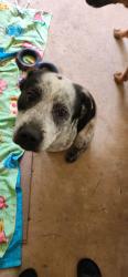 Found/Stray Male Dog last seen Carrollton, Ga, Carrollton, GA 30116
