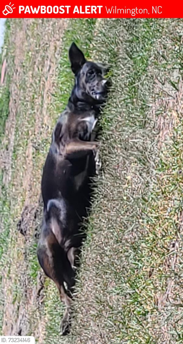 Lost Female Dog last seen Wilmington nc, Wilmington, NC 28409
