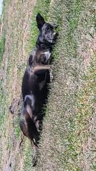 Lost Female Dog last seen Wilmington nc, Wilmington, NC 28409