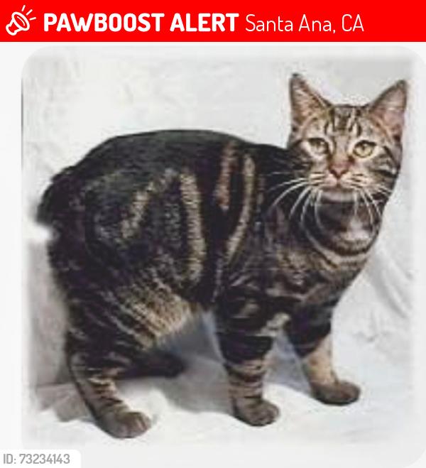 Lost Female Cat last seen Albertsons shopping center bus bench in front of Dave's Chicken, Santa Ana, CA 92705
