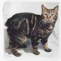 Lost Female Cat last seen Albertsons shopping center bus bench in front of Dave's Chicken, Santa Ana, CA 92705