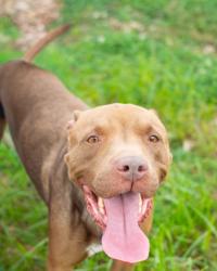 Shelter Stray Female Dog last seen Near Rue De Belle Vue Lithonia, 30058, 30058, GA, 3280 Chamblee Dunwoody Rd, Chamblee, GA 30341, USA