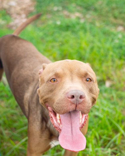 Shelter Stray Female Dog last seen Near Rue De Belle Vue Lithonia, 30058, 30058, GA, 3280 Chamblee Dunwoody Rd, Chamblee, GA 30341, USA