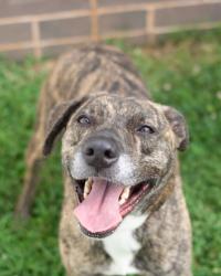 Shelter Stray Female Dog last seen , 30340, GA, 3280 Chamblee Dunwoody Rd, Chamblee, GA 30341, USA