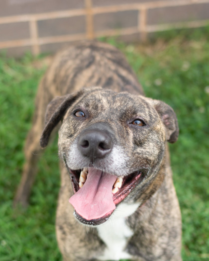 Shelter Stray Female Dog last seen , 30340, GA, 3280 Chamblee Dunwoody Rd, Chamblee, GA 30341, USA