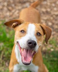 Shelter Stray Female Dog last seen Near Winding Glen Drive, 30038, GA, 3280 Chamblee Dunwoody Rd, Chamblee, GA 30341, USA