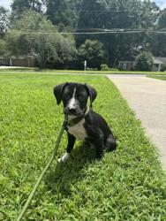 Shelter Stray Male Dog last seen Near Wild Springs Court Decatur, 30034, 30034, GA, 3280 Chamblee Dunwoody Rd, Chamblee, GA 30341, USA