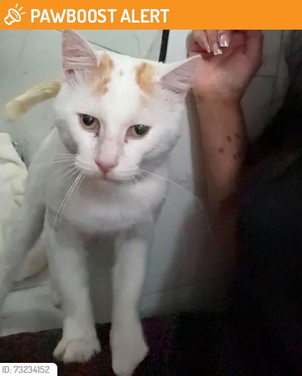 Found/Stray Male Cat last seen Jayshaw avenue, West Midlands, England 
