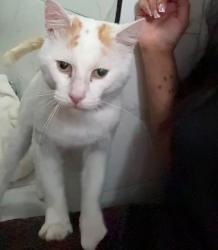 Found/Stray Male Cat last seen Jayshaw avenue, West Midlands, England 