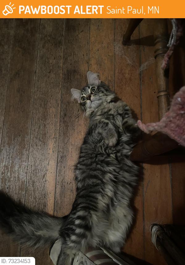 Found/Stray Unknown Cat last seen Ashland Avenue and Fry Street, Saint Paul, MN 55104
