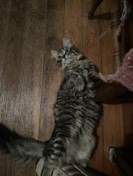 Found/Stray Unknown Cat last seen Ashland Avenue and Fry Street, Saint Paul, MN 55104