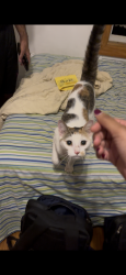 Found/Stray Unknown Cat last seen 16th street, Brooklyn, NY 11215