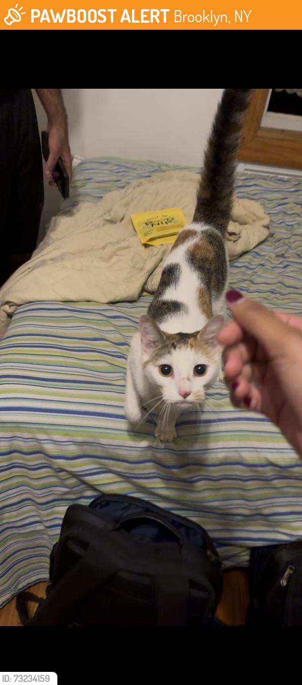 Found/Stray Unknown Cat last seen 16th street, Brooklyn, NY 11215