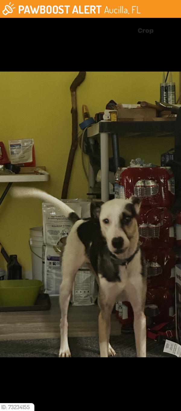 Found/Stray Female Dog last seen Aucilla Shores, First Way and First St, Aucilla, FL 32344