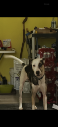 Found/Stray Female Dog last seen Aucilla Shores, First Way and First St, Aucilla, FL 32344