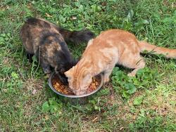 Found/Stray Unknown Cat last seen Yorkana Rd,Hellam twp, York County, PA 17406