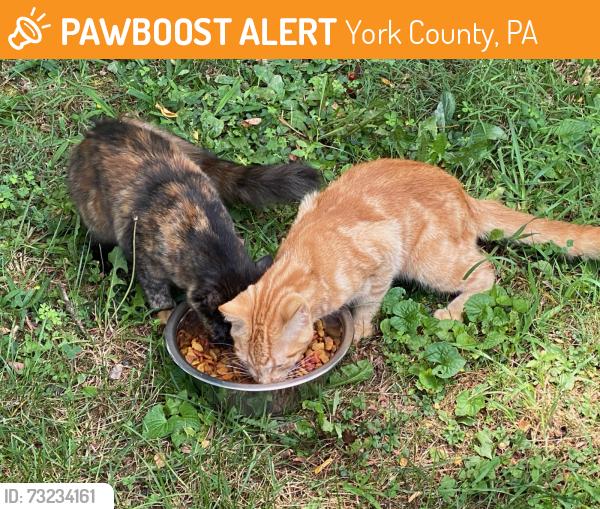 Found/Stray Unknown Cat last seen Yorkana Rd,Hellam twp, York County, PA 17406