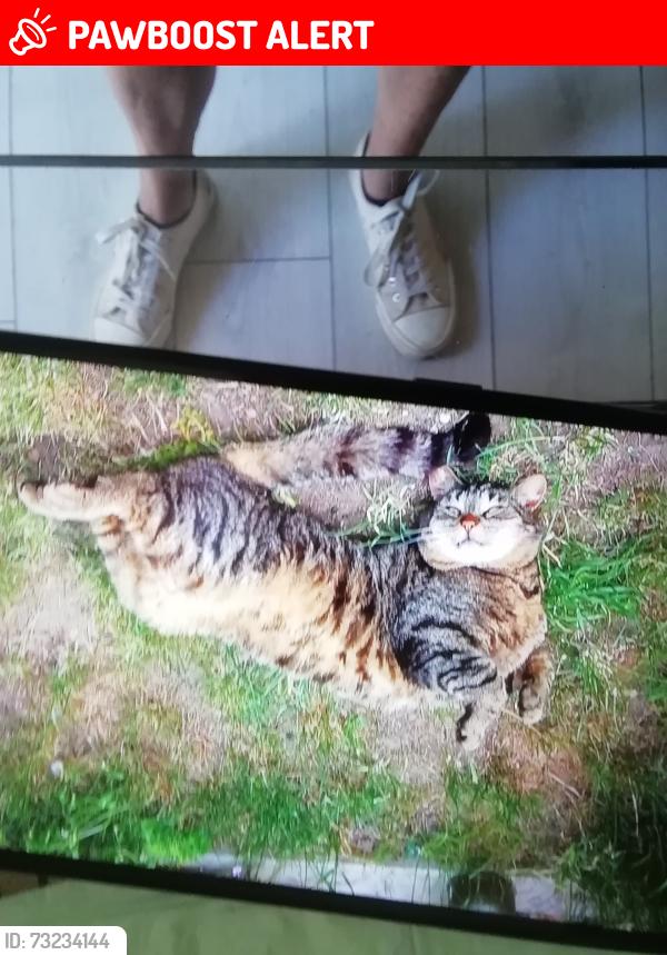Lost Male Cat last seen Southend football stadium, Southend-on-Sea, England SS0 9AB