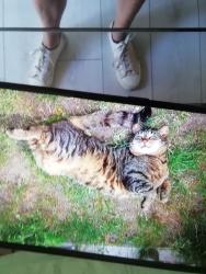 Lost Male Cat last seen Southend football stadium, Southend-on-Sea, England SS0 9AB