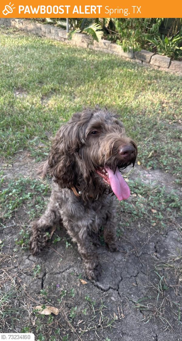 Found/Stray Male Dog last seen Rolling Glen Drive, Spring, TX 77373