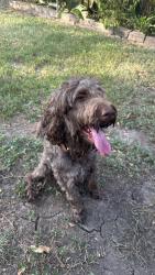 Found/Stray Male Dog last seen Rolling Glen Drive, Spring, TX 77373