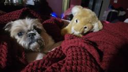 Reunited Female Dog last seen Boca Isles North, Boca Raton, FL 33498