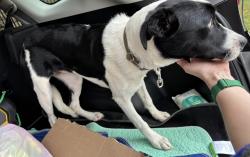 Reunited Female Dog last seen Sawyer Rd., Marietta, GA and Allgood Rd. Northeast, Marietta, GA, Cobb County, GA 30062