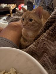 Lost Male Cat last seen Near Oakhampton Ter Henrico, VA 23233, Richmond, VA 23233